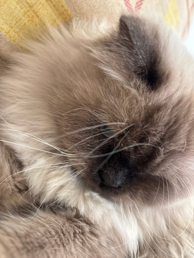 A close-up photograph depicts the head and upper body of a domestic cat, consistent with a Ragdoll breed exhibiting seal point coloration, resting indoors in Mu'adammiyat ash-Sham, Syria. The cat's fur is long and dense, primarily light beige to fawn, with darker brown points visible on the nose, around the closed eyes, and the tip of the visible right ear. Numerous prominent white whiskers extend from the muzzle. The cat's eyes are closed, suggesting sleep or deep repose. The black nose is clearly visible in the lower-center of the frame. The cat rests on a surface; a yellow fabric with a faint, repeating pattern in light orange or red is visible in the upper-left background, indicative of bedding or upholstery. A plain, light-colored surface, possibly white, occupies the upper-right background.