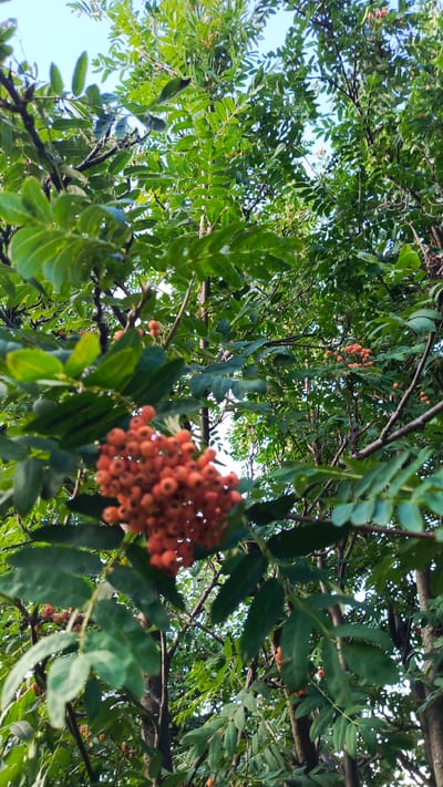 A close-up, low-angle shot captures a cluster of bright orange rowan berries hanging from a branch, set against a backdrop of lush green leaves and dappled sunlight filtering through the canopy. The berries are small, round, and tightly packed, with a slightly translucent quality. Some individual berries are in focus, while the rest of the cluster and the surrounding foliage are softly blurred, creating a shallow depth of field. The leaves are compound, with many small leaflets arranged along a central stem. The overall impression is one of natural abundance and the vibrant colors of late summer or early autumn. This scene is situated within the natural environment of Poletaevo 1th, Russia.