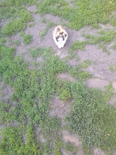 A calico cat is sitting on a patch of dirt surrounded by grass in Kliushnykivka, Ukraine. The cat has white, black, and ginger patches. It is looking up towards the camera. The ground is a mix of dark soil and green grass, with some scattered stones. The overall scene is blurry and taken from a high angle.