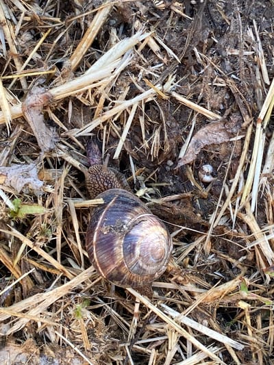 A large land snail, featuring a spiraled dark brown and tan shell with visible growth lines and a textured, bumpy brown body, is situated on the ground. The ground cover consists primarily of dry, light-tan straw fragments mixed with dark brown soil and scattered pieces of dried leaves and plant matter. To the upper right of the snail, several tiny white spherical objects, possibly very small shells or pebbles, are visible adjacent to a curled dry leaf. A smaller, fragmented white shell piece is also present to the right of the main snail's extended body. The scene is an outdoor natural environment, characterized by organic debris and soil, located in Balgarchevo, Bulgaria.