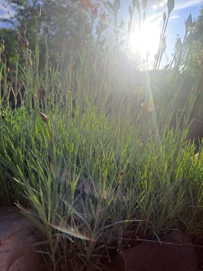 The image captures a vibrant outdoor scene in Полянки, Russia, focusing on dense, narrow-leafed green plants, possibly a type of ornamental grass or perennial, with small, dark flower buds. The scene is brightly illuminated by direct sunlight, positioned to the upper left of the frame, creating a strong lens flare and a soft, luminous glow across the foliage. The sun's intense backlighting silhouettes some of the plant stems and buds, while other leaves catch the light, appearing translucent and bright green.
In the background, patches of clear blue sky are visible through the plant's upper sections, indicating a sunny day. A small, light-colored insect, possibly a fly or wasp, can be seen resting on one of the green leaves within the dense foliage. The right side of the image features a darker, earthy or stone element, suggesting a garden edge, planter, or natural ground. The intense backlighting and the low angle of the sun strongly suggest the time of day is either early morning or late afternoon. There is no visible text in the image.