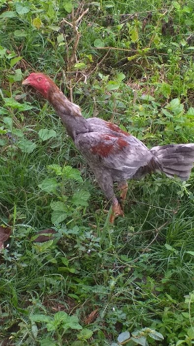 A single fowl, identified as a rooster, stands amidst dense green ground cover and vegetation in Serdang, Indonesia. The rooster's head, comb, and wattles are distinctly red. Its body plumage is primarily grey, with visible reddish-brown feathers on its back and wings, and dark grey tail feathers. Its legs are light brown. The fowl is oriented facing left within the frame, appearing to stand still or move slowly through the varied foliage, which includes grasses and broad-leafed plants. No other living subjects or man-made objects are present in the immediate vicinity.