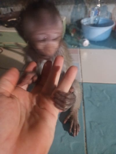 A close-up, dimly lit image captures a tender interaction between a human hand and a small, young monkey. The human hand, with visible palm lines and a light skin tone, extends into the foreground from the left. A small, light brownish-gray furred monkey is situated to the right, its face blurred by motion, suggesting it is looking towards or interacting with the hand.
The monkey's tiny, dark-furred hand is gently grasping one or more fingers of the human hand. Its small legs and feet are visible, resting on a tiled surface. The background consists of light-colored and light blue/turquoise floor tiles, indicative of an indoor setting, possibly in a domestic environment in Ban Tai, Thailand. In the upper right corner, out of focus, a light blue plastic bowl and other indistinct objects like bottles or containers are visible.
The lighting appears to be artificial and localized, creating a somewhat soft, intimate mood. The primary focus is on the tactile connection between the human and the monkey, highlighting a moment of care, bonding, or playful interaction. There is no visible text in the image.