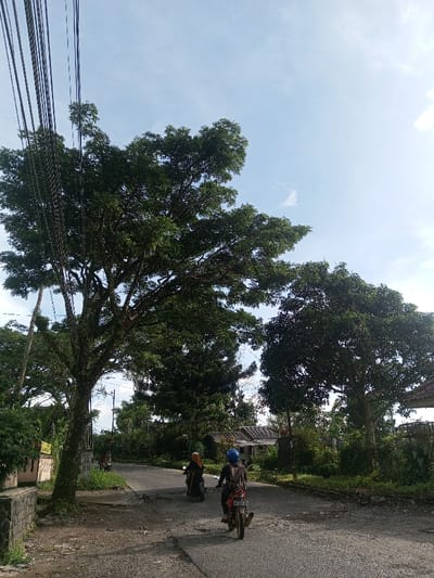 A road winds through a rural area with lush trees lining the sides. Two motorbikes are traveling along the road, moving away from the viewer. The sky is blue with scattered clouds, visible above the tall trees. Power lines extend across the top left corner. A small building can be seen amongst the trees in the background. The road is asphalt with some imperfections.