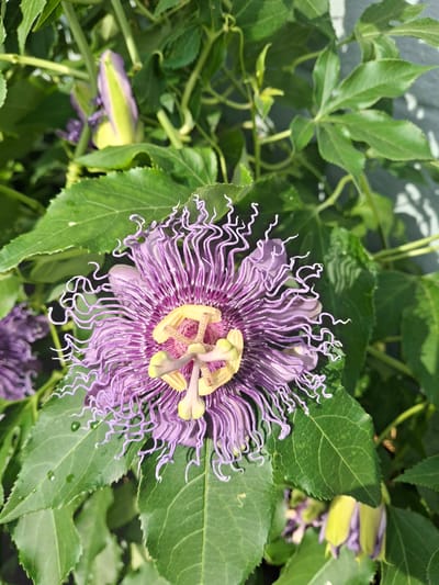 A close-up, eye-level shot captures a vibrant purple passionflower in bloom, nestled amongst lush green foliage. The flower's intricate structure is prominently displayed, featuring delicate, thread-like petals in shades of deep purple and bright yellow stamens at its center. The surrounding leaves are a rich green, some showing water droplets, suggesting recent rain or dew. In the background, other passionflower buds, partially open and showcasing a mix of green and purple hues, are visible. The setting appears to be an outdoor garden. The image was taken in Fort Walton Beach, United States of America.