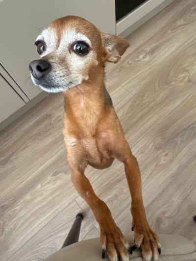 A tan Chihuahua mix dog with grey muzzle fur stands on its hind legs, with its front paws resting on a light-colored cushion. The dog is looking upwards and to the left, with its mouth slightly open and its tongue visible. The dog has large, dark eyes and prominent ears. The background consists of a light brown wooden floor with a visible grain pattern. The environment is indoors, with a sliver of a grey cabinet visible on the left side of the image. The scene is well-lit, with no harsh shadows. The location is not specified in the image itself, and therefore cannot be confirmed as Barvikha, Russia.