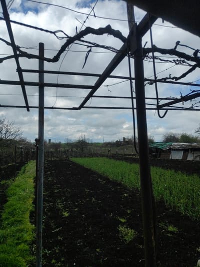 The image depicts a view from inside a structure, possibly a greenhouse or pergola, in an outdoor setting. The structure is made of metal and has bare vines trained on it. Beyond the structure, there is a field of cultivated land, with some areas showing freshly tilled soil and other areas covered in green growth. Further in the distance, there are trees, shrubs, and a small building or shed. The sky is visible above, with a mix of blue sky and white clouds. It is not possible to confirm a location in the city of Krushovo, Bulgaria, based solely on the image. There are no people visible in the image.