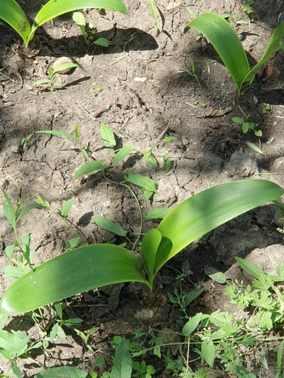 A close-up, high-angle shot shows young green plants emerging from dry, cracked soil in Novoivanivka, Ukraine. The sun casts shadows across the ground, highlighting the texture of the soil and the delicate leaves of the plants. The scene is dominated by lush green foliage, with large, broad leaves of larger plants interspersed with smaller, more delicate seedlings and weeds. The overall impression is one of new growth and the resilience of nature in a somewhat arid environment.