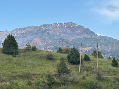 A wide-angle, eye-level shot captures a mountainous landscape under a clear blue sky in Uchterek, Uzbekistan. The foreground is dominated by a grassy, undulating hillside dotted with small white and yellow wildflowers. Several coniferous trees of varying sizes are scattered across the slope, with a few larger, more mature trees to the left and center. Two power poles with insulators and wires are prominently visible on the right side of the frame, as well as further left, suggesting the presence of infrastructure. In the mid-ground, the terrain continues to rise, featuring more vegetation and some exposed, eroded earth. The background is defined by a vast, majestic mountain range with rugged peaks and visible patches of snow. The mountains display a textured, layered appearance with shades of grey, brown, and green, indicative of rock and sparse vegetation. The overall impression is one of natural beauty and a somewhat remote, mountainous setting.