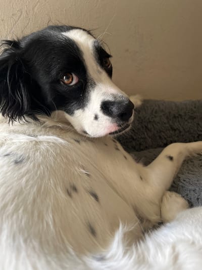 A black and white domestic canine is depicted lying on a grey, textured pet bed within an indoor residential setting in Atizapán de Zaragoza, Mexico. The animal's head, which includes both ears, is primarily black, featuring a prominent white blaze down the center of its face. Its body is predominantly white with scattered black spots (ticking) visible on the fur of its torso and a partially visible hind leg. The dog's muzzle is black, with a pinkish area located just below the nostrils. Its brown eyes are bright, alert, and directed towards the viewer. The background consists of a light-colored, textured wall.