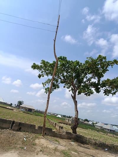 This media file depicts an outdoor scene in New Nyanya, Nigeria. The primary subjects are two trees, one a fully leafed tree with a thick trunk, and the other a slender, bare wooden pole. The scene is set against a bright blue sky with scattered white clouds, suggesting a clear and sunny day, likely during daylight hours.
In the background, a developing residential area is visible. Several houses with varying roof styles, some appearing newly built with grey pitched roofs, are scattered across the landscape. Construction is evident, with some buildings in various stages of completion. A white car is parked in front of one of the houses. A low concrete wall runs along the foreground, delineating the edge of a plot of land that appears to be under cultivation with small green plants.
The presence of utility wires strung between poles, one of which is the slender wooden pole in the foreground, indicates infrastructure in the area. The overall impression is one of a semi-urban or suburban environment undergoing development. There are no people prominently featured in the image, and no visible text. The mood of the image is calm and observational, capturing a moment in the daily life of this Nigerian community.