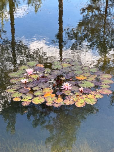 This media file shows a close-up, overhead view of a pond with water lilies. The water is dark and reflects the sky and surrounding trees, creating a dappled, abstract pattern on the surface. Ripples are visible in the water, indicating a gentle movement.
The primary subjects are a cluster of water lily pads and a few blooming water lilies. The lily pads are varied in color, ranging from deep purples and greens to lighter shades and some with hints of orange, suggesting they might be transitioning in color or perhaps a mix of different lily varieties. The water lilies are delicate, with pale pink petals.
There are no people visible in the media file. The scene is a natural outdoor setting, likely a pond or a calm body of water within a garden or park. The reflections suggest it is daytime, with sunlight illuminating the scene and casting shadows. The presence of water striders on the water's surface hints at a peaceful, natural environment. There are no visible text elements. The overall mood conveyed is one of tranquility and natural beauty. The location context is Pobeda, Russia.