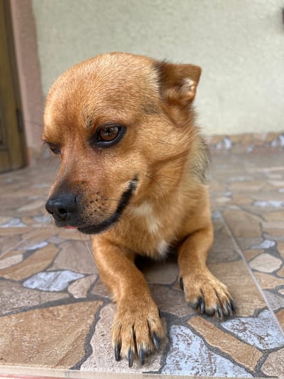 A medium shot captures a small, brown dog lying down on a tiled floor. The dog is positioned facing left with its head tilted down and slightly to the side. Its fur is a mix of light and dark brown, with lighter fur on its chest and underbelly. The dog's eyes are dark brown and appear to be looking downwards. A small portion of its pink tongue is visible. The dog's paws are resting on the floor, which is covered in irregularly shaped tiles of beige, brown, and gray. In the background, a portion of a wall and a door are visible. The lighting suggests an outdoor or semi-outdoor setting. There are no people or other animals in the image.