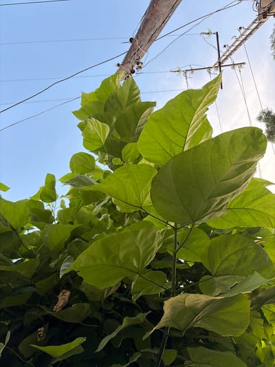 The image shows a close-up view of large green leaves from a tree or vine, with a utility pole and power lines visible in the background against a clear blue sky. The leaves are lush and take up a significant portion of the frame, some obscuring parts of the sky and the utility infrastructure. The utility pole appears weathered and made of wood, with ceramic insulators and metal wires attached. The overall scene suggests an outdoor setting, possibly in a semi-urban or rural area where vegetation grows near power lines. The lighting indicates it is daytime, with bright sunlight illuminating the leaves from behind in some areas, creating a slightly translucent effect. There is no visible text in the image. The context provided places the location in Kant, Kyrgyzstan.