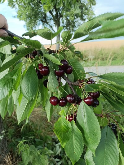 A close-up shot focuses on a branch laden with ripe, dark red cherries. The cherries are glossy and plump, hanging in clusters among vibrant green leaves. Some leaves show a serrated edge, typical of cherry tree foliage. A hand, partially visible on the left edge of the frame, appears to be holding or adjusting the branch.
In the background, a field of golden crops stretches out, suggesting a rural or agricultural setting. A dirt road or path runs alongside the field, and beyond that, a treeline is visible under a partly cloudy sky. The lighting suggests it is daytime, possibly late afternoon given the soft light. The overall impression is one of natural abundance and the promise of harvest.
The image was taken in Gartz (Oder), Germany. No text is visible in the media file.