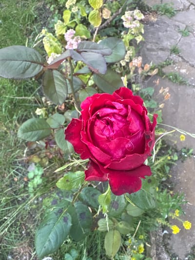 This media file captures a close-up, top-down view of a deep red rose in bloom. The rose, with its many ruffled petals, is the central subject, showcasing intricate folds and a rich, velvety texture. Surrounding the rose, various green leaves are visible, some appearing healthy and vibrant, while others show signs of discoloration, with dark spots indicating potential disease or age. In the background, a blurred setting of a garden is evident. To the left, a path or border made of grey stones is partially visible, interspersed with patches of green moss and scattered dry leaves. Beyond the rose and stones, the background consists of lush green grass and other foliage, with small clusters of delicate yellow flowers adding pops of color. The overall impression is of a natural, outdoor setting, likely a garden in Kableshkovo, Bulgaria, possibly during a time of day when the light is soft, creating diffused shadows. There are no people or visible text in the image. The focus is solely on the natural beauty of the rose and its immediate surroundings.