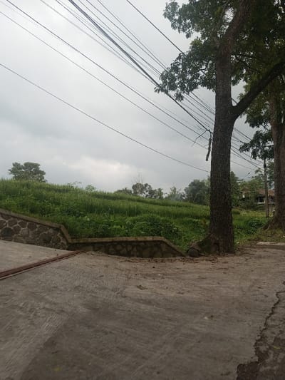 This image, set in Kandapola, Sri Lanka, presents an outdoor scene under an overcast sky. The foreground features a grey, textured concrete surface, likely a path or driveway, with a dark metal bar partially visible along its lower-left edge. Moving towards the midground, a low retaining wall constructed from mortared, irregularly shaped dark stones runs horizontally, separating the concrete from an upward-sloping expanse of dense, bright green vegetation, possibly a cultivated field or hillside. On the right side, two large trees with dark, rough bark and full green foliage stand prominently; a long, dark, fibrous object hangs vertically from a branch of the tree closer to the center. Numerous dark overhead power lines crisscross diagonally across the upper portion of the frame against the uniform light grey sky. In the distant background, partially obscured by foliage on the far right, a small, light-colored building with a dark roof is visible. No individuals, animals, or vehicles are present, and no specific actions or interactions are depicted within the frame.