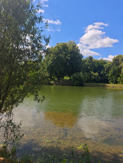 A wide shot captures a serene lake on a clear day, with a dense line of trees bordering its far bank and a bright blue sky dotted with fluffy white clouds overhead. The lake's surface is a vibrant green, with ripples reflecting the sky and a submerged patch of aquatic plants visible near the shore in the foreground. A large tree with lush green foliage dominates the left side of the frame, its branches partially obscuring the view of the lake and sky. The overall impression is one of natural tranquility. This scene is located in the city of Chekhov, Russia, specifically within the Gorki Leninskiye Museum-Reserve, a historical estate.