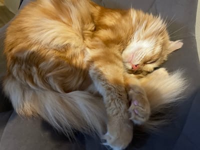 A ginger cat is sleeping curled up on a dark gray surface, possibly a couch or chair. The cat's fur is long and fluffy, with a mix of orange and lighter cream or white colors. Its eyes are closed, and its pink nose and mouth are visible. One paw is tucked under its head, and another is resting on its body. The tail is curled around its body. The lighting suggests an indoor setting, possibly during the daytime. The location in Mitino, Russia, is not visually depicted in the image.