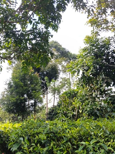 The image displays a lush, verdant agricultural landscape in Nanlao, China, under a bright, likely overcast sky. The foreground is dominated by a dense field of low-lying tea bushes characterized by numerous small, vibrant green leaves. Behind this primary layer of tea foliage, a variety of taller trees with darker green canopies are visible, forming multiple tiers of vegetation. Several slender, light-colored tree trunks rise vertically through the mid-ground, extending towards the upper portion of the frame. The uppermost area reveals a bright, diffused white sky, indicating daylight. No individuals, animals, specific man-made objects, or discernible actions or interactions are present in the scene. The environment is consistent with a cultivated plantation or forested area.