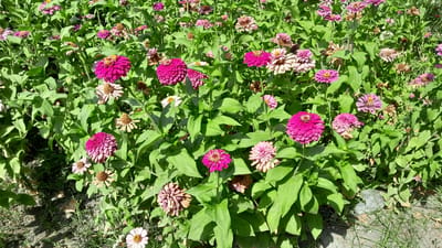 The image depicts a dense bed of blooming Zinnia flowers in various shades of pink, magenta, and cream, interspersed with vibrant green foliage. The flowers are in different stages of bloom, with some fully open and others in bud. Several dried and wilted flower heads are also visible, suggesting a natural garden setting. The ground beneath the flowers appears to be a mix of soil and gravel, with some patches of dry grass and a piece of white plastic debris in the lower right corner. The scene is brightly lit, indicating it was taken during the daytime. The image was captured in the city of Denov, Uzbekistan.