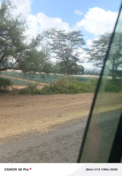 The image captures an outdoor scene in Kitengela ward, Kenya, viewed from within a vehicle, indicated by the dark, angled tinted window pane occupying the right portion of the frame. In the immediate foreground, a dark gray road surface runs parallel to a lighter brown, dry dirt shoulder. Beyond the shoulder lies a large agricultural field, containing densely planted rows of uniform green leafy crops, consistent with cabbage or similar vegetables. Patches of wilder, taller green vegetation are interspersed among the cultivated rows. Several trees dominate the midground and left foreground; one on the far left features extensive branches with green foliage, while others further back possess more sparse, acacia-like canopies. A distant treeline or dense vegetation marks the horizon, with faint hills visible beneath a partly cloudy blue sky. No human figures or discernible activities are present.