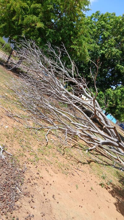 The image depicts a scene in El Samán, Venezuela, featuring a large tree branch with numerous smaller branches lying on the ground. The branch appears to be bare, with no leaves present. The ground is a mixture of soil, grass, and small brown spherical objects, possibly seeds or nuts. A portion of a tree with green foliage is visible in the background. The scene appears to be outdoors, possibly in a park or wooded area.