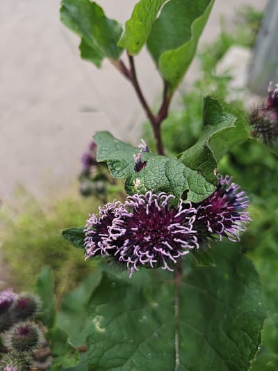 This is a close-up, vertical shot of a purple thistle flower in bloom, with green leaves and stems. The flower has a fluffy appearance with delicate purple petals and white tips. Several unopened buds, also with purple centers and spiky green exteriors, are visible in the background and to the left. The leaves are broad, textured, and appear slightly weathered. The background is softly blurred, with hints of green foliage and a light-colored, possibly paved surface. The lighting suggests it is daytime, with no obvious indicators of specific weather conditions. The overall impression is one of nature in a garden or natural setting. No people or text are visible.