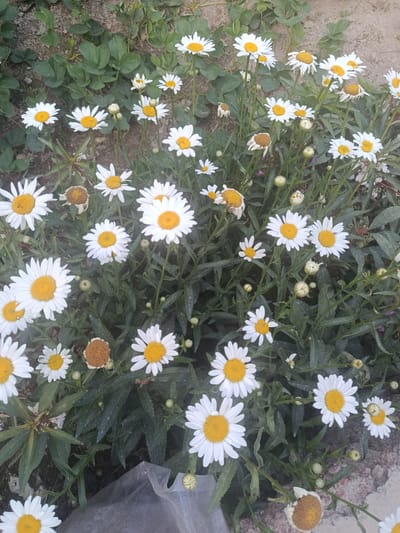 The image displays a cluster of white daisies with yellow centers, some in full bloom and others as buds, nestled amongst green foliage. The ground beneath the flowers appears to be soil and gravel, with a hint of a dry, brown leaf visible. A piece of translucent plastic sheeting is present in the lower right quadrant of the frame, partially obscuring the lower portion of the plants. The lighting suggests it is daytime, possibly outdoors in a garden or natural setting within the city of Obshoron, Tajikistan. No people are visible in the image.