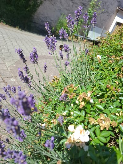 A bumblebee is visible on a lavender stalk in a garden in Klettgau, Germany. The bumblebee, with its black and yellow stripes, is positioned on a purple lavender bloom. The lavender plants are in the foreground of the image, with green foliage and some dried flower heads also present. In the background, a paved pathway and a building with a light-colored wall and a white section are visible, suggesting an urban or suburban environment. The lighting indicates it is daytime, with sunlight casting shadows.