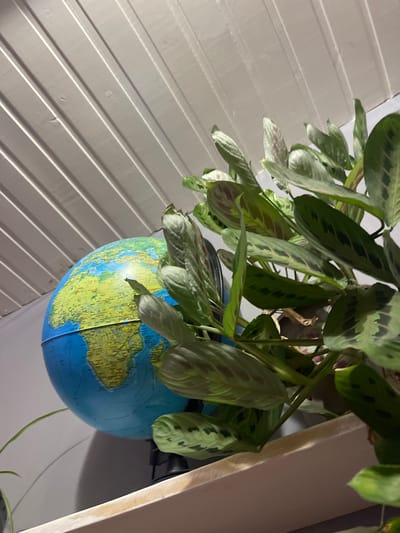 The image shows a close-up view of a globe positioned on a shelf, with a lush green plant in the foreground. The globe, which displays Africa and Europe, is blue with green landmasses and detailed geographical markings. The plant has large, patterned leaves, some of which are unfurling. The background consists of a white, slatted ceiling. The scene appears to be indoors, with artificial lighting. There are no people or visible actions in the image. The location in the city of Mineralnye Vody, Russia, is not identifiable from the visual information present in the image.