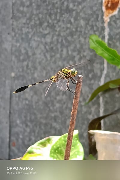 The image captures a close-up of a dragonfly perched on a thin, reddish-brown twig. The dragonfly is the central subject, with its intricate body details visible. Its eyes are large and greenish, and its body is a striking pattern of yellow and black stripes. Its wings are transparent and delicate, with a slight sheen. The dragonfly's abdomen is segmented and also displays the yellow and black banding, with a black tip. A small, greyish, slightly translucent mass is attached to the underside of its abdomen, possibly a water droplet or debris.

The dragonfly is positioned on the twig against a blurred background. The background consists of a textured, greyish surface that appears to be a wall, possibly concrete or stone, with some mottled textures. To the right of the dragonfly and twig, there are blurred green leaves from a plant. Below the dragonfly and to the left, another plant with green and white variegated leaves is visible, also out of focus. The overall lighting suggests it is daytime, with soft light illuminating the dragonfly.

The bottom portion of the image contains a text overlay. In white lettering, it reads "OPPO A6 Pro" followed by "25 Juni 2026 pukul 13.08" in smaller white text. This text indicates the device used to capture the photo and the date and time it was taken. The scene is likely an outdoor setting, possibly a garden or a natural area in Rheum Barat, Indonesia, given the context. The image has a shallow depth of field, emphasizing the dragonfly and the twig it rests on while blurring the surroundings.