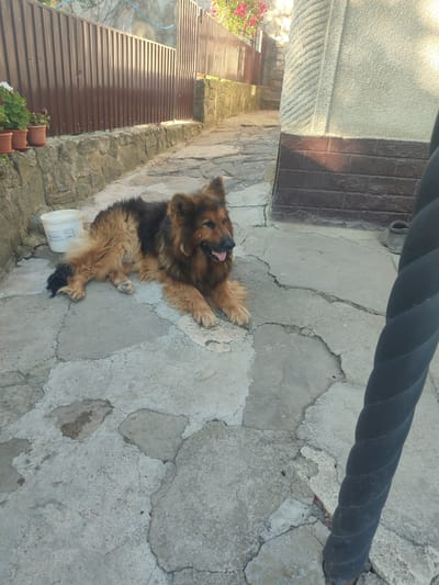 A fluffy German Shepherd rests on a cracked concrete patio. The dog has a predominantly tan and black coat, with longer fur around its neck and legs. It is lying down with its tongue hanging out, looking to the right. Beside the dog, on the left, is a white plastic bucket.

The patio is paved with irregularly shaped stones of varying sizes, and there are visible cracks and some wear and tear on the surface. To the left of the patio, a low stone wall is topped by a dark brown metal fence. Several potted plants, with green leaves and small pink and white flowers, are visible in front of the fence, resting on the stone wall. Beyond the fence, a pathway leads upwards, with a stone wall on the right side.

The right side of the image is dominated by a thick, black, twisted rope-like object, possibly part of a railing or a decoration. Behind it, a building with a textured, light-colored stucco wall is visible, with a dark brown brick pattern near the base. The sunlight suggests it is daytime, possibly late afternoon, casting shadows and illuminating the scene. The setting appears to be an outdoor area in a residential or garden space in Yurkivtsi, Ukraine. The overall mood is peaceful, with the dog appearing relaxed. There is no visible text in the image.