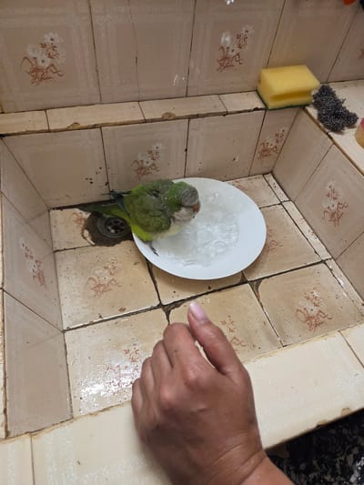A green and gray parrot is bathing in a white bowl filled with ice in a sink. A human hand is visible in the foreground. The sink is tiled with a floral pattern. A yellow sponge and a metal scrubber are on the edge of the sink. The environment appears to be a domestic setting, likely a bathroom or kitchen.