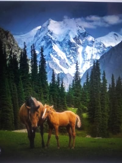The image shows a mother horse and its foal standing in a grassy field. Behind them, a dense forest of pine trees stretches towards a majestic snow-capped mountain range. The sky above is a deep blue, with scattered clouds adding depth to the scene. The location appears to be a natural landscape, likely in a mountainous region. The image depicts a peaceful moment between the two horses in a serene, natural environment.