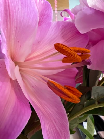 This is a close-up, detailed photograph of the stamen and petals of a pink lily. The stamens, tipped with bright orange pollen, are prominently featured, appearing to rise from the center of the flower. The delicate pink petals, with their distinct veining, are soft and luminous, creating a sense of depth and texture. In the background, blurred green foliage and a hint of a light-colored surface suggest the flower is part of a larger arrangement. The lighting is soft, highlighting the intricate details of the lily's reproductive parts and the smooth surface of its petals. The focus is entirely on the flower, drawing the viewer into its delicate beauty and complex structure. No people, text, or specific location cues for Donegal, Ireland are visible. The image captures a moment of natural beauty, likely indoors given the controlled lighting.