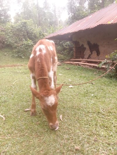 A brown and white calf grazes in a grassy yard, tied to a rope. Behind it stands a simple structure with a corrugated metal roof and mud walls. Dark patches mark the walls, perhaps indicating repairs or water damage. Foliage surrounds the structure, suggesting a rural setting, possibly a farm or homestead. The atmosphere appears misty or overcast.