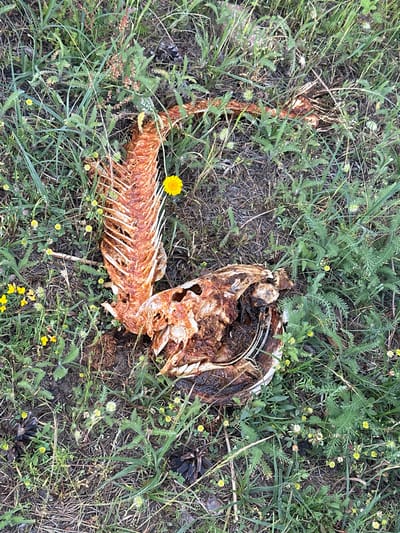 The image shows the skeletal remains of an animal, likely a fish due to the prominent rib cage, lying on the ground amidst grass and wildflowers. The skeleton is fragmented and appears to be in an advanced state of decomposition. The environment is natural and appears to be a rural or wild area, possibly a meadow or field, with scattered yellow and white flowers and green vegetation. There are no people or any indications of human activity in the immediate vicinity. The location is stated as Tsigov chark, Bulgaria.