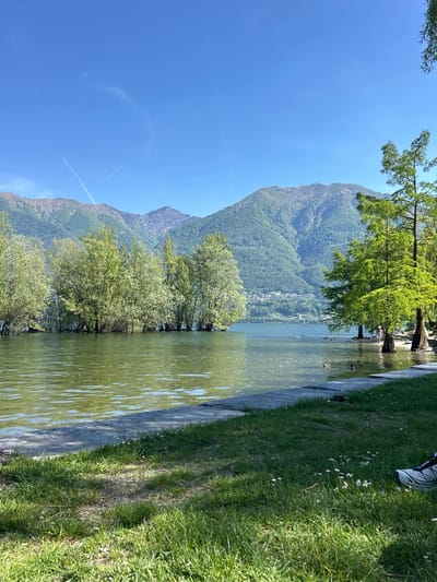 The image presents a lakeside view in Locarno, Switzerland. A large mountain range with dense vegetation dominates the background. A body of water, likely Lake Maggiore, stretches across the midground, reflecting sunlight. Trees grow along the water's edge, some with their trunks submerged. A grassy bank is visible on the right, with hints of a sidewalk. The sky is a clear blue.