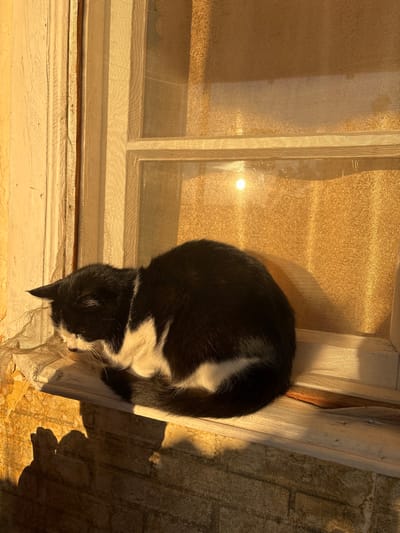 A black and white cat rests on a windowsill, bathed in golden sunlight. The window has a mesh screen, allowing light to stream through, creating a warm, sunlit scene. The cat is curled up, its tail wrapped around its body. The windowsill appears aged, with peeling paint and weathered wood. A shadow of the window is cast on a textured surface beside the window.