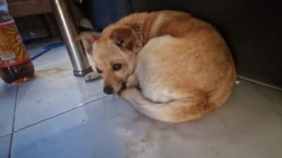 A tan dog is curled up on a tiled floor in what appears to be an indoor setting. The dog is facing left, with its head resting on its paws. Its eyes are open and looking towards the camera. Next to the dog, to the left, is a partially visible bottle of soda and a metal leg of a table or chair. The floor tiles are light blue and appear somewhat dirty. The background is dark, suggesting a shaded area. The image is grainy and slightly out of focus. The location is specified as Kosharitsa, Bulgaria, though there are no specific visual cues within the image to confirm this location.