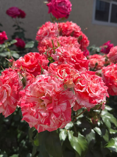 A close-up shot of a cluster of roses with red and white striped petals fills the foreground of the image. The roses are in full bloom, with many layers of delicate petals. The background is blurred, showing more roses in softer focus and a hint of a building with a window. The scene appears to be outdoors, likely in a garden setting. The image does not contain any information about Oryahovo, Bulgaria.