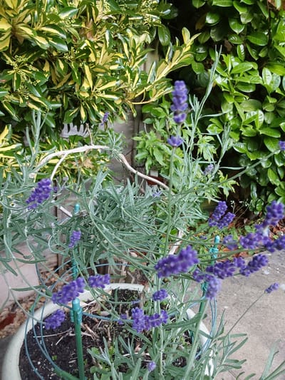 This is a close-up, eye-level outdoor photograph of lavender plants in a pot, with a blurred background of lush green foliage and a hint of concrete pavement. The lavender is in bloom, with clusters of small purple flowers on thin, grey-green stalks. The plants are supported by a green, wire cage. The background foliage appears to be a mix of plants, some with variegated green and yellow leaves, and others with deep green leaves. The lighting suggests it is daytime, possibly late afternoon or early evening, given the dappled light. There are no people or animals visible in the image. The scene is likely a garden or patio area in the city of Canterbury, United Kingdom, given the provided context.