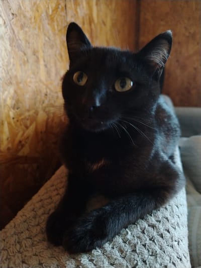 A black cat is lying on a textured surface, possibly a pet bed or sofa cushion, in a room with a wooden paneled wall. The cat is looking towards the camera with alert, green eyes. Its fur is dark, with a small patch of white fur visible on its chest. The cat's front paws are extended forward. The background is a close-up of the wooden wall, with visible grain and texture. The lighting appears to be warm and natural. There is no indication of the cat's location within Zyryanskoye, Russia.