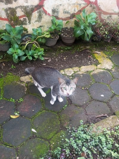 A grey and white cat with green eyes stands on a stone patio, gazing upward. The patio stones are covered in patches of green moss. Behind the cat, a row of potted plants sits against a weathered wall. The plants vary in size and type, with some exhibiting large, green leaves. The wall shows signs of aging, with moss growth and faded red paint.