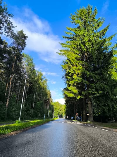 A low-angle perspective shot captures an asphalt road with a wet sheen, leading into the distance. To the left of the road, a dense line of tall, slender trees with dark trunks and green foliage creates a natural barrier, punctuated by a single, silver lamppost. The right side of the road is dominated by a massive, vibrant green spruce tree, its branches extending outwards. Further down the road, on the right, several cars are parked, and glimpses of buildings and other trees are visible. The sky above is a brilliant blue, with scattered white clouds. The scene appears to be a quiet, tree-lined road in Laagri alevik, Estonia, bathed in the bright light of a sunny day.