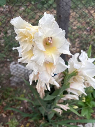 This is a close-up, eye-level shot of a cluster of white gladiolus flowers with visible water droplets on their petals. The flowers are the primary subject, with a fence and some greenery forming the background. The lighting suggests it might be an overcast day or late afternoon. The image was captured in Aleksandrovo, Bulgaria, in a garden setting. There are no people or animals present.