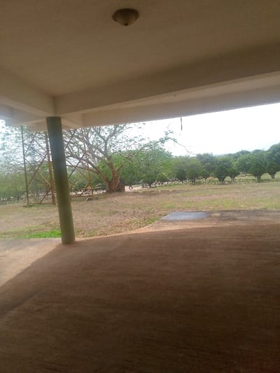 The image depicts an outdoor scene in Adzho, Nigeria, viewed from under a concrete overhang. The overhead structure includes a light-colored concrete ceiling with a flush-mount fixture centrally positioned. A robust, green-painted cylindrical column stands in the left foreground, supporting the overhang. The concrete floor beneath is primarily in shadow, appearing dark brown, with a distinct dark, possibly damp, patch in the mid-right. Beyond the overhang, an expansive, somewhat dry grassy field with patches of green and brown is visible. A large, mature tree with a substantial trunk and green foliage dominates the left midground, adjacent to a metal lattice tower. Further right, a line of smaller, uniformly spaced green trees extends horizontally. In front of these trees, multiple light-colored objects, consistent with outdoor seating or tables, are arranged in parallel rows. Several indistinct human figures are discernible among these objects. The background features a bright, hazy sky above a distant treeline.
