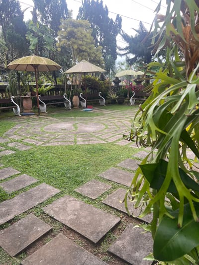 The image depicts an outdoor seating area in Pupuan, Indonesia. The scene features a paved patio with square concrete slabs interspersed with grass, leading to a circular pattern of stones. Several white swan statues are placed along a wooden bench. Behind the bench, there are two large, weathered parasols, one a pale green and the other a beige. The background consists of lush greenery, including trees and potted plants, with a hint of a building structure and power lines in the distance. The foreground is dominated by the close-up view of a large, leafy plant, possibly a staghorn fern, with its fronds hanging down. The overall impression is a tranquil garden setting.