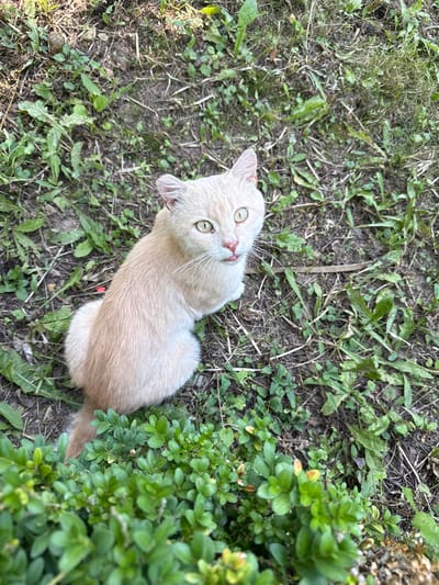 A light-colored cat with green eyes is sitting in the grass in the village of Tiutky, Ukraine. The cat is looking up at the camera with its tongue sticking out slightly. The background is a mix of green grass, dry leaves, and dirt. In the foreground, there is a dense green bush. The overall scene is peaceful and natural.
